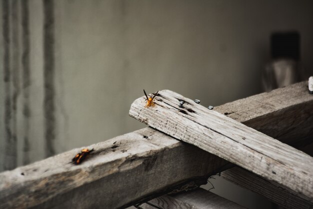 Nahaufnahme eines orangefarbenen netzflügeligen Insekts auf einem Brett aus grauem Holz