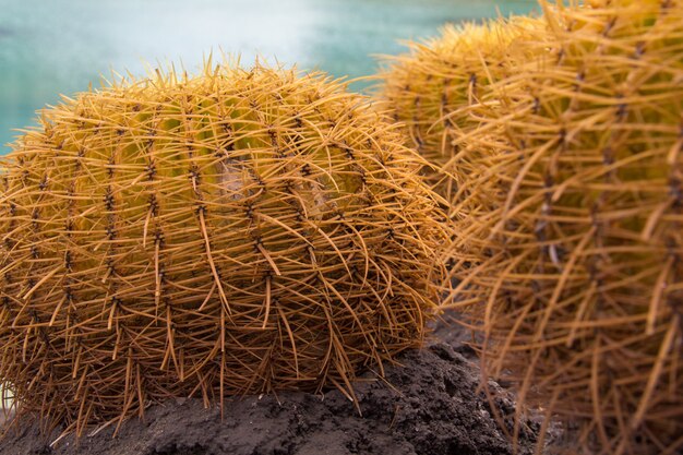 Nahaufnahme eines paar runden Kaktus mit herausstehenden Dornen, die an einem sonnigen Tag gefangen genommen wurden