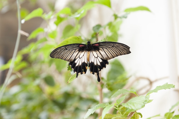 Nahaufnahme eines Papilio lowi auf grünen Blättern mit Bokeh-Hintergrund