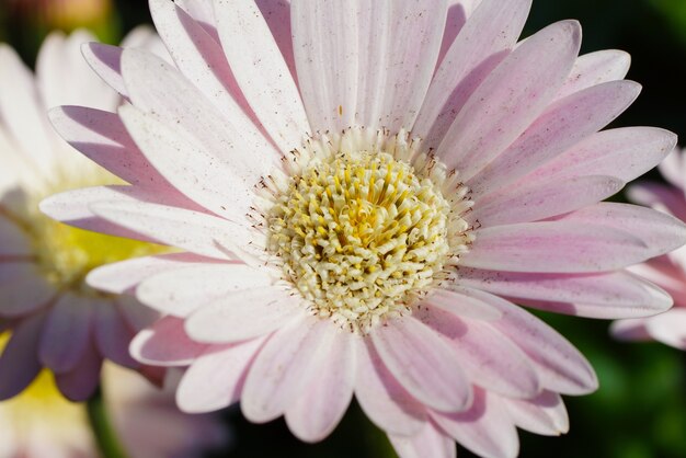 Nahaufnahme eines rosa Transvaal-Gänseblümchens unter dem Sonnenlicht am Tag