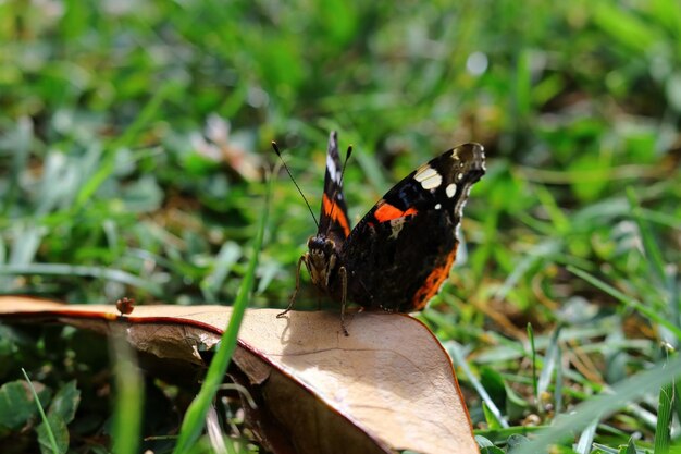 Nahaufnahme eines roten Admiralschmetterlings auf dem Gras unter dem Sonnenlicht