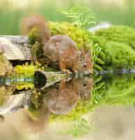Kostenloses Foto nahaufnahme eines roten eichhörnchens in der nähe des wassers mit seiner reflexion sichtbar