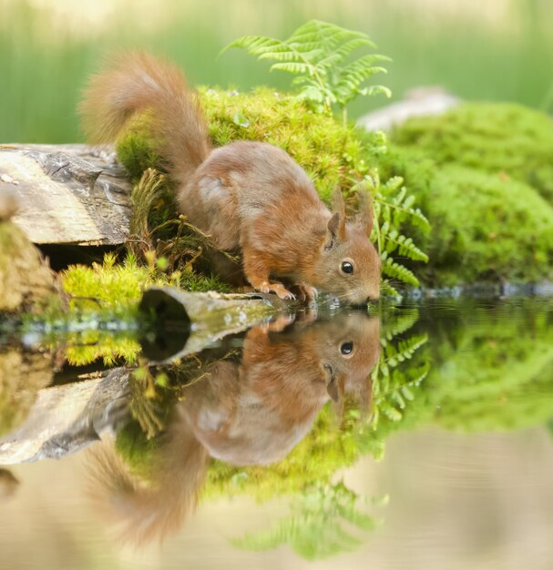 Nahaufnahme eines roten Eichhörnchens in der Nähe des Wassers mit seiner Reflexion sichtbar