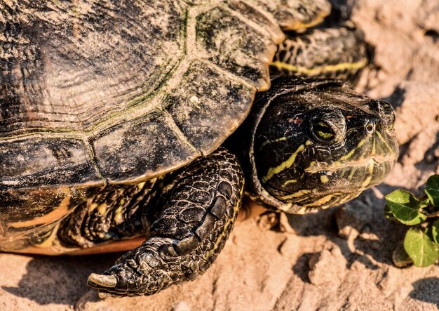 Nahaufnahme eines roten Sumpfschildkrötenschildkröten