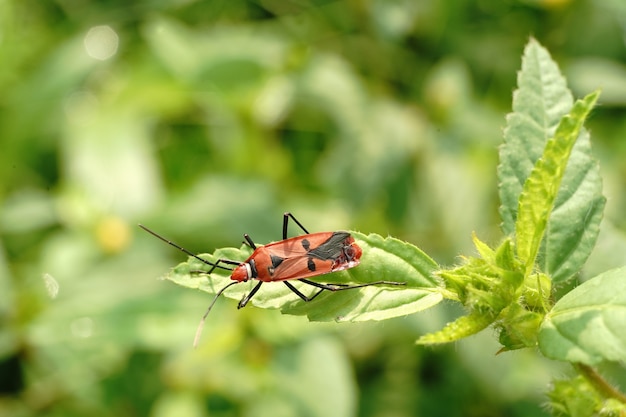 Nahaufnahme eines roten und schwarzen Insekts, das auf einem Blatt in einer verschwommenen Umgebung sitzt