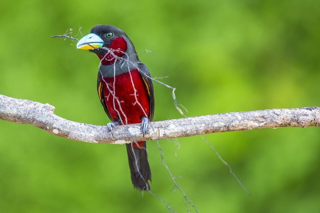 Kostenloses Foto nahaufnahme eines roten vogels auf einem zweig in sepilok park, borneo island