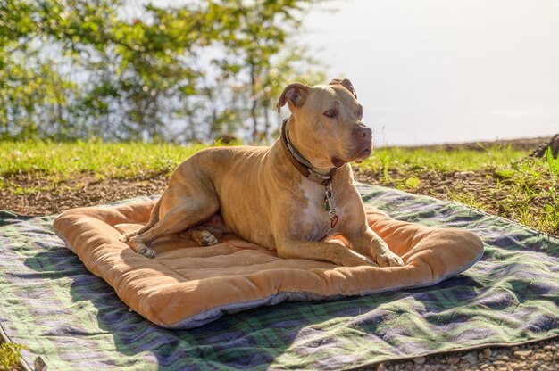 Nahaufnahme eines ruhenden amerikanischen Pitbullterriers auf einem Tuch