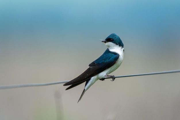 Nahaufnahme eines Scheunenschwalbenvogels, der zurückblickt und auf der Schnur sitzt