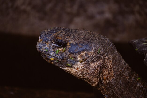 Nahaufnahme eines Schildkrötenkopfes mit unscharfem Hintergrund