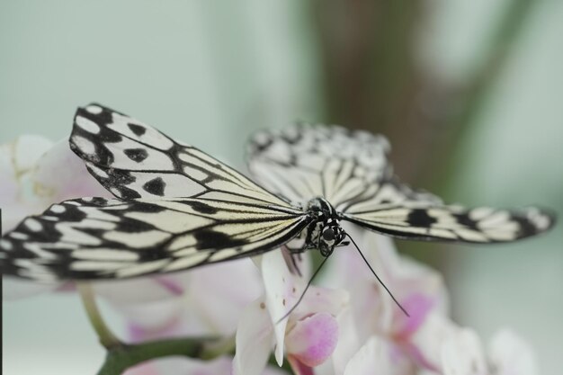 Kostenloses Foto nahaufnahme eines schmetterlings parthenos sylvia