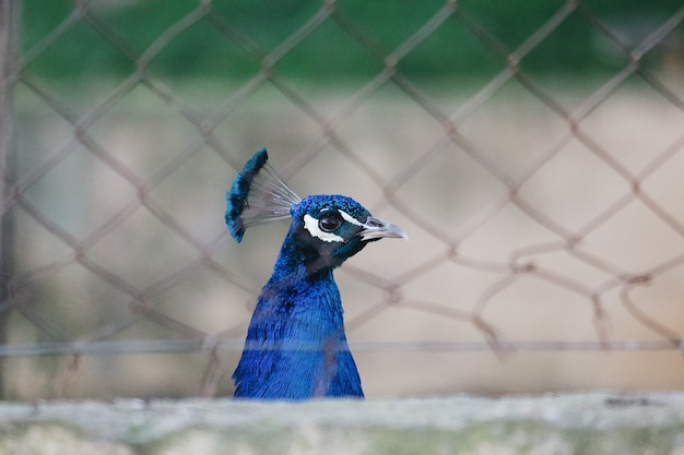 Nahaufnahme eines schönen blauen Pfaus hinter dem Gitterzaun