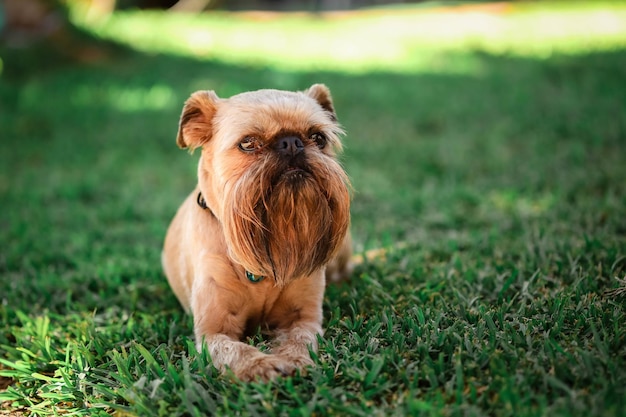 Nahaufnahme eines schönen braunen Hundes, der im Garten sitzt