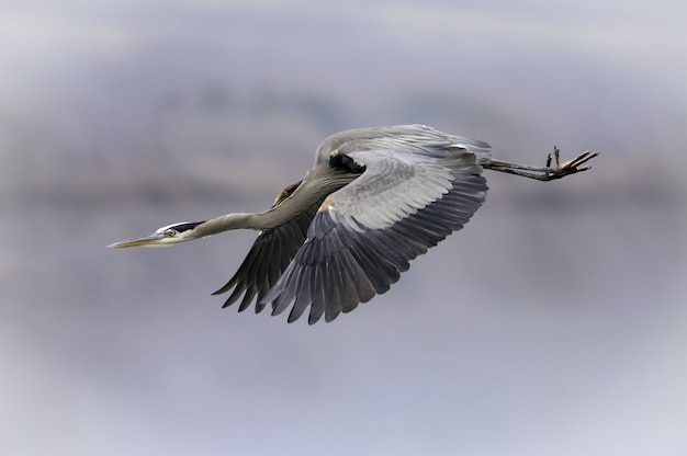 Nahaufnahme eines schönen Graureihers im Flug auf dem verschwommenen Hintergrund