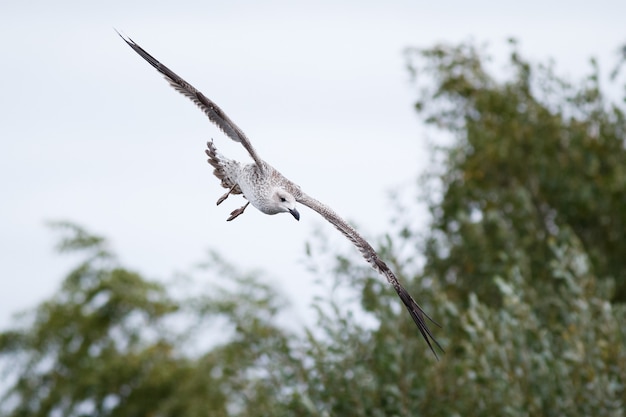 Nahaufnahme eines schönen jugendlichen Great Black - Backed Gull, der an einem bewölkten Tag fliegt