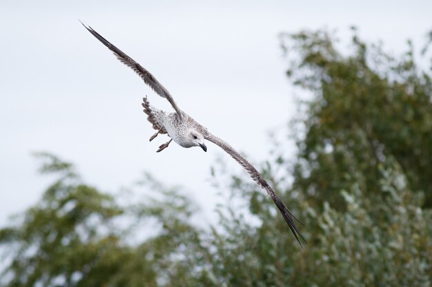 Nahaufnahme eines schönen jugendlichen Great Black - Backed Gull, der an einem bewölkten Tag fliegt