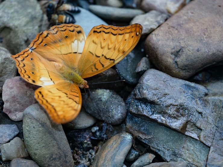 Kostenlose Foto nahaufnahme eines schönen orangefarbenen schmetterlings auf steinen in der natur