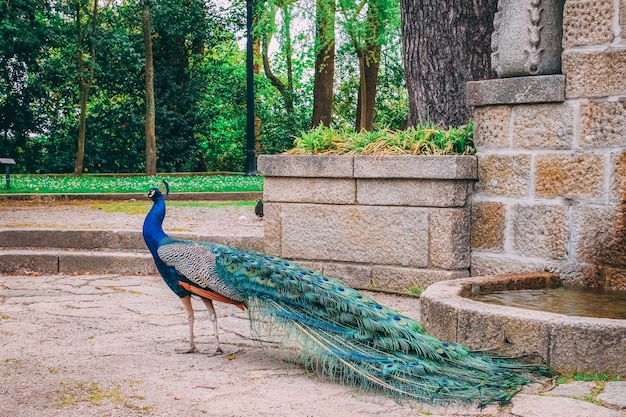 Nahaufnahme eines schönen Pfaus im Park tagsüber