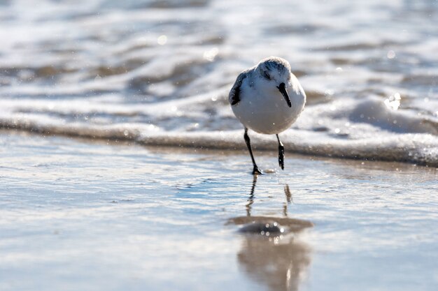 Nahaufnahme eines schönen Sanderling-Vogels an der Küste