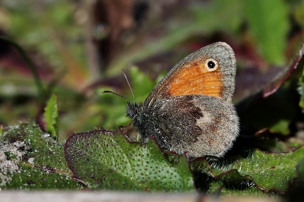 Nahaufnahme eines schönen Schmetterlings auf den grünen Blättern