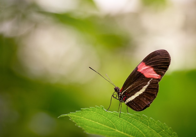 Nahaufnahme eines schönen Schmetterlings, der auf einem grünen Blatt sitzt