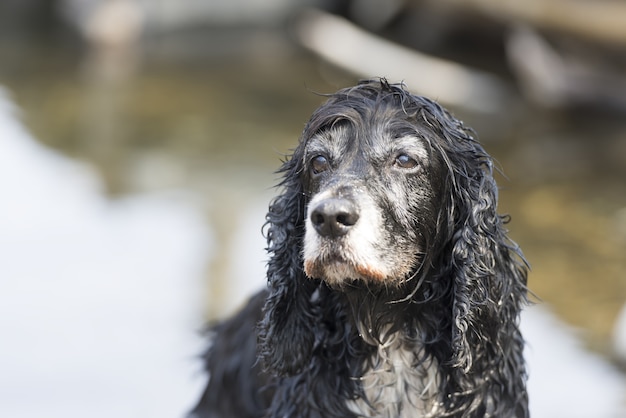 Nahaufnahme eines schwarzen Cockerspaniels, der in die Ferne schaut