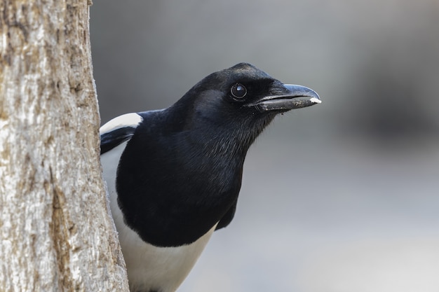 Nahaufnahme eines schwarzen Elstervogels