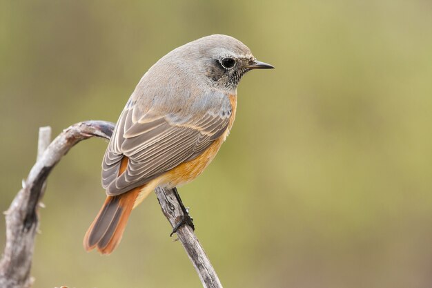 Nahaufnahme eines schwarzen Gartenrotschwanzvogels, der auf einem Ast mit verschwommenem Hintergrund sitzt