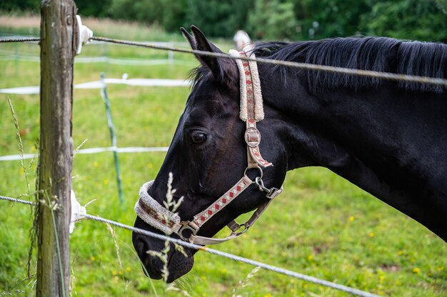 Nahaufnahme eines schwarzen Hengstes in einem Feld, das tagsüber unter dem Sonnenlicht mit Grün bedeckt ist