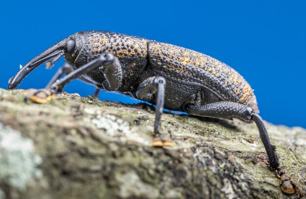 Nahaufnahme eines schwarzen Käfers mit langem Schnabel auf einem Baum
