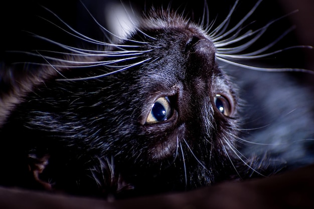Nahaufnahme eines schwarzen Kätzchens, das auf dem Kopf liegt