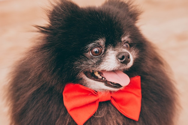 Nahaufnahme eines schwarzen pommerschen Hundes mit herausgestreckter Zunge, der eine süße Schleife trägt