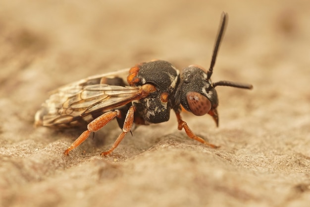 Nahaufnahme eines Schwarzschenkel-Epeolus variegatus, einer einsamen Kuckucksbiene