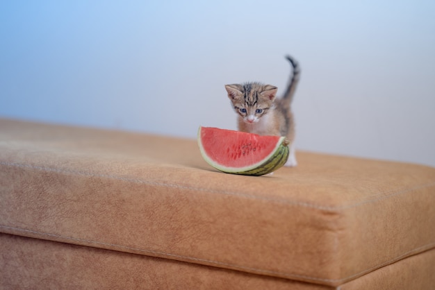 Nahaufnahme eines sehr niedlichen Kätzchens auf dem Sofa mit einem Stück Wassermelone