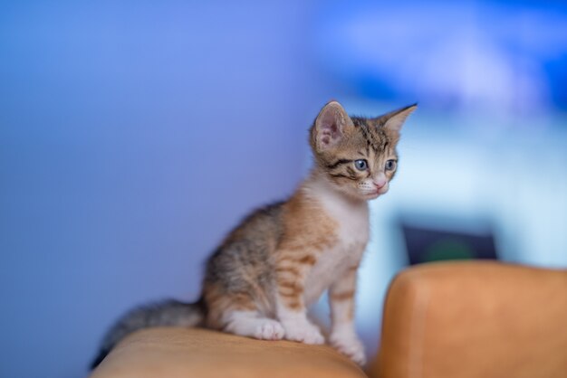 Nahaufnahme eines sehr süßen Kätzchens auf dem Sofa