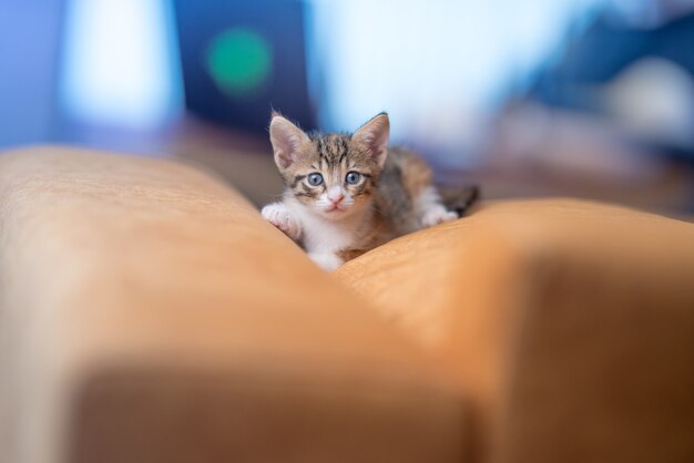 Nahaufnahme eines sehr süßen Kätzchens auf dem Sofa