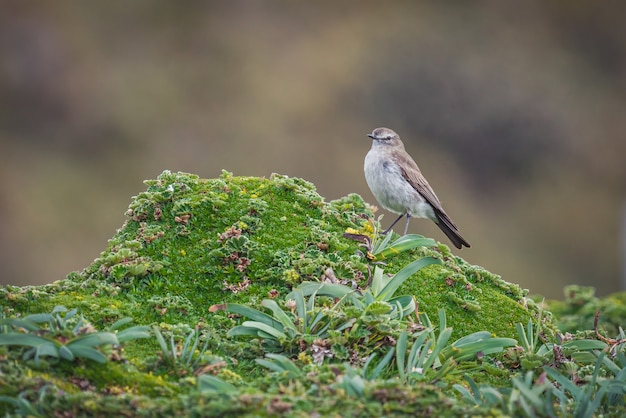 Nahaufnahme eines Spatzenvogels, der auf grünen Pflanzen sitzt