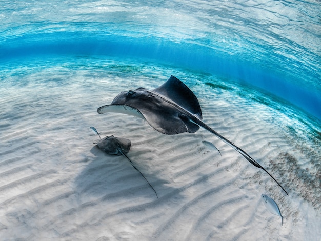 Nahaufnahme eines Stachelrochen mit seinem Baby, das unter Wasser mit anderen Fischen schwimmt