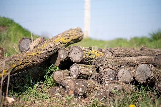 Nahaufnahme eines Stapels von Protokollen, die auf dem Feld trocknen