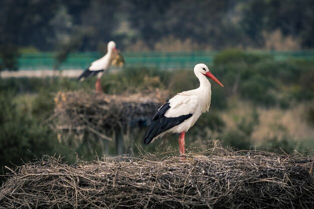 Nahaufnahme eines Storchs, der mit einem anderen Storch auf seinem Nest steht