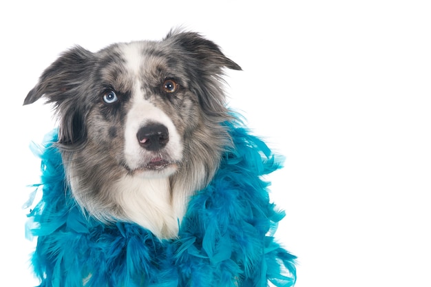 Nahaufnahme eines süßen Border-Collie-Hundes mit einer Reihe blauer Federn um den Hals