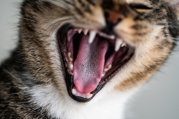 Nahaufnahme eines süßen inländischen Kätzchens, das gähnt und seine Zähne und seine Zunge zeigt