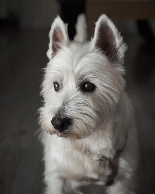 Nahaufnahme eines süßen West Highland White Terrier