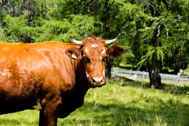 Nahaufnahme eines Tarentaise-Viehs in einem Feld, das tagsüber unter dem Sonnenlicht mit Grün bedeckt ist