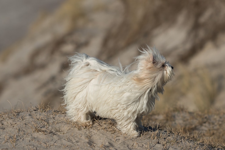 Kostenlose Foto nahaufnahme eines tibetischen terriers auf sandigem boden