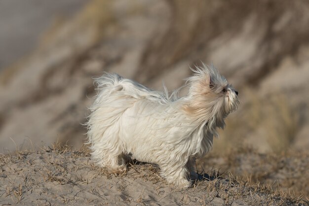 Nahaufnahme eines tibetischen Terriers auf sandigem Boden