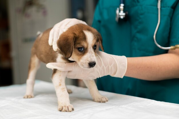 Nahaufnahme eines Tierarztes, der sich um den Hund kümmert