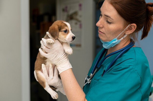 Nahaufnahme eines Tierarztes, der sich um den Hund kümmert