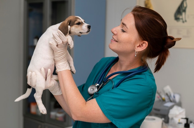 Nahaufnahme eines Tierarztes, der sich um den Hund kümmert