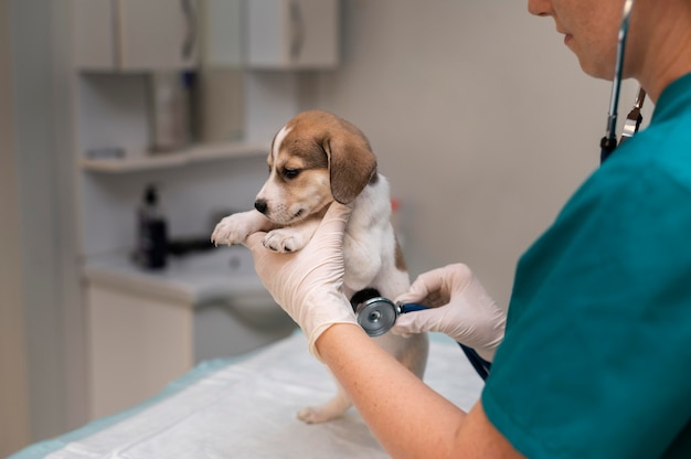 Nahaufnahme eines Tierarztes, der sich um den Hund kümmert