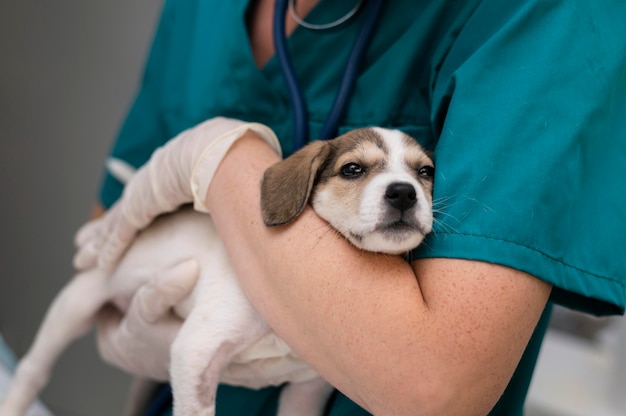 Kostenloses Foto nahaufnahme eines tierarztes, der sich um den hund kümmert